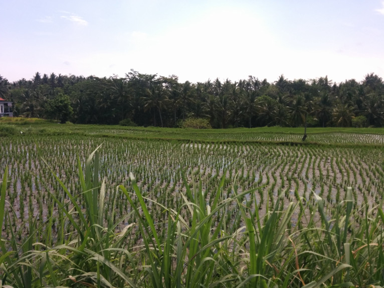 Rice field nearby my house